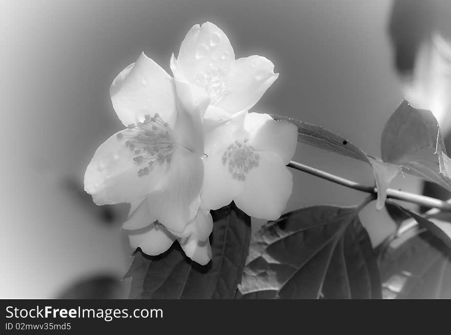 European mock orange - Philadelphus coronarius - black and white picture