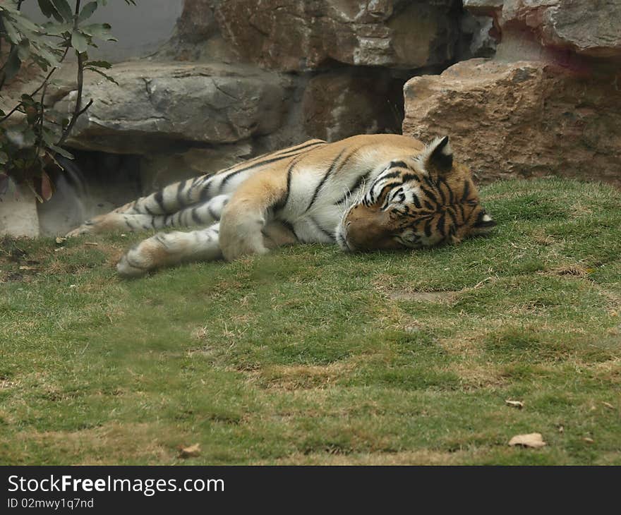 The tiger is sleeping on lawn. The tiger is sleeping on lawn