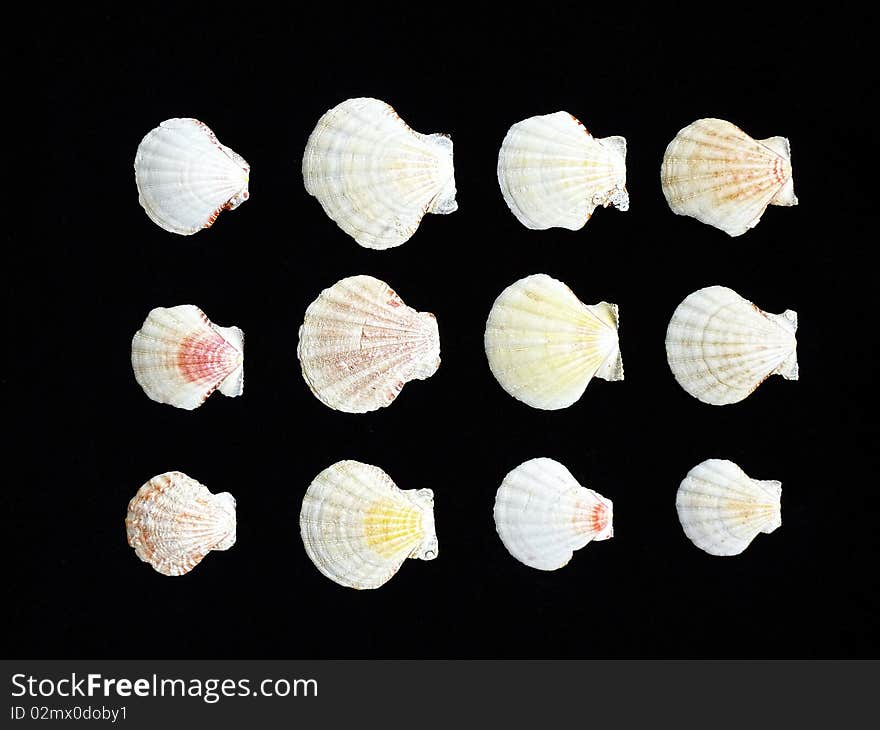 Variety of sea shells on black background