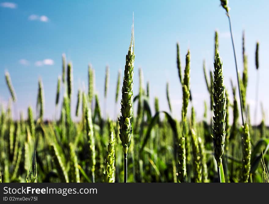 Field with grain plants of green colour (not ripened ears of a plant)