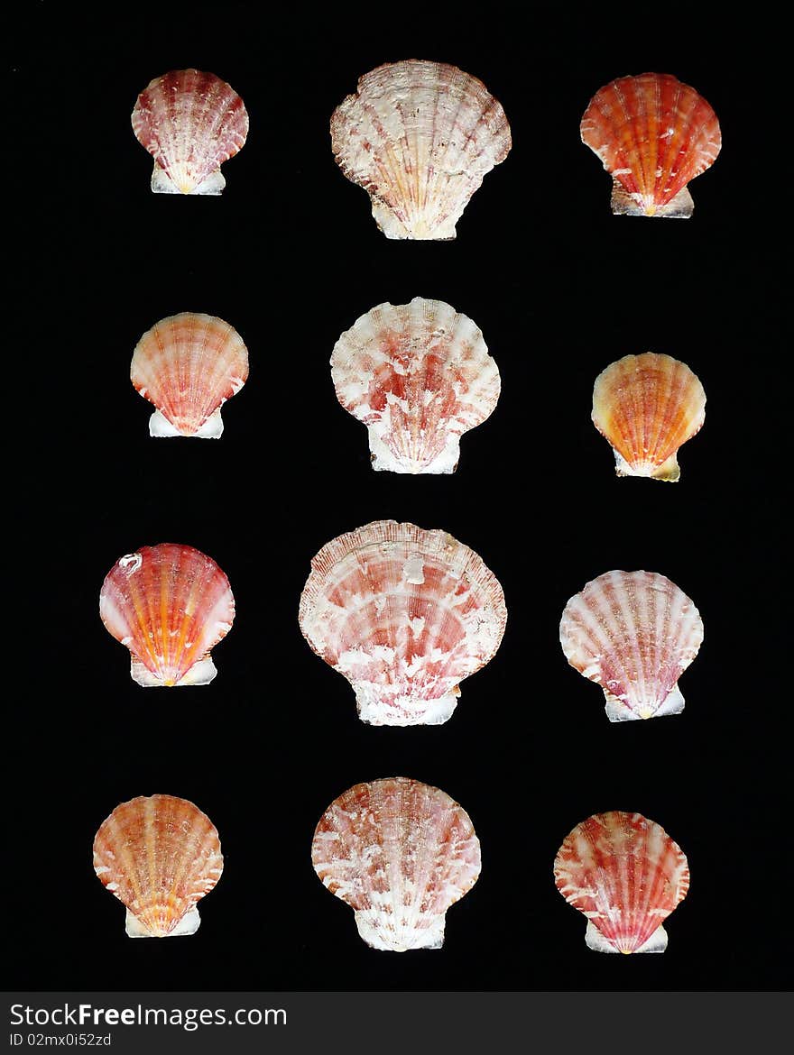 Variety of sea shells on black background