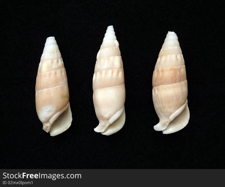 Three sea snails