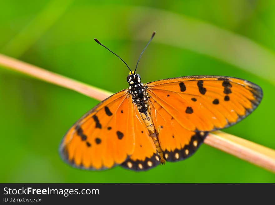 Orange Butterfly on the mountain