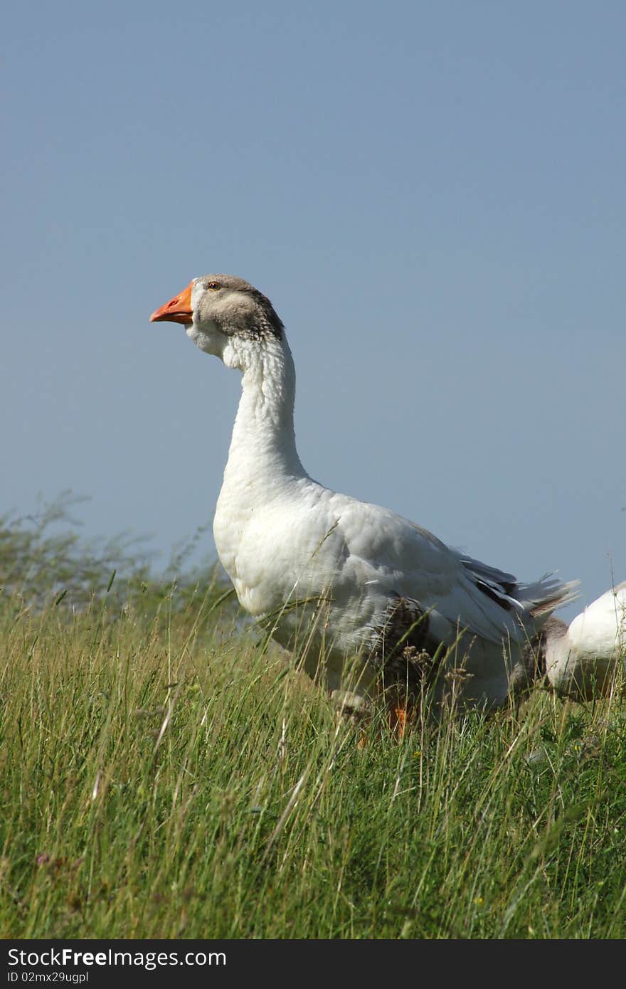 The Leader Of Herd Of Geese