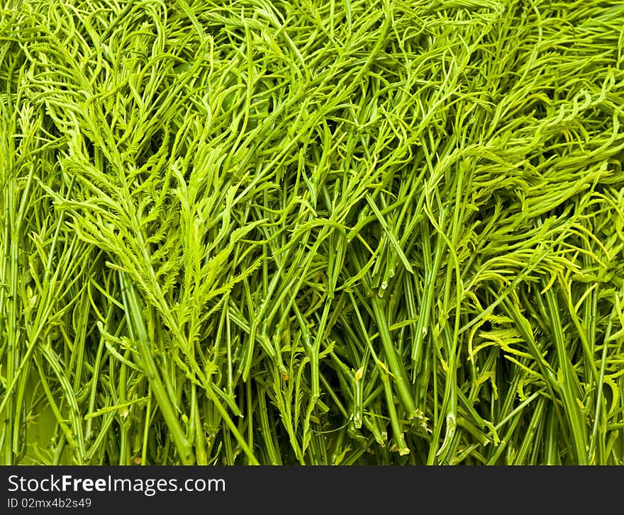 Green vegetable from gaden for background