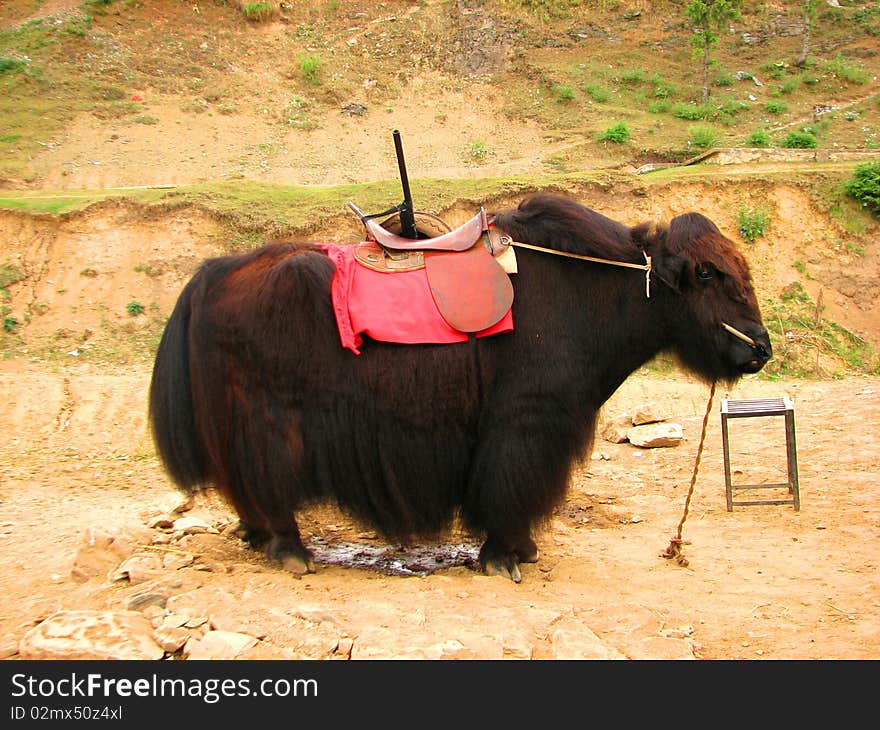 Single black yak is standing on hillock