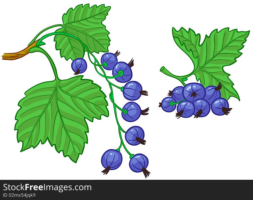 Currant branch