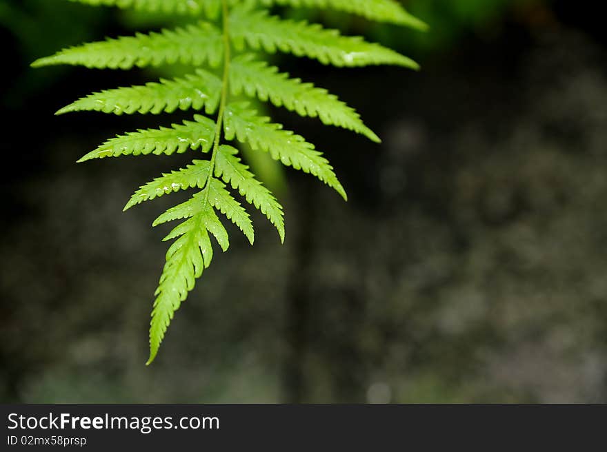 Green leaf in nature background