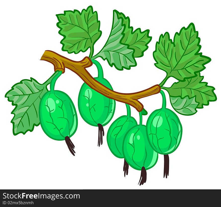 Isolated illustration of gooseberry branch