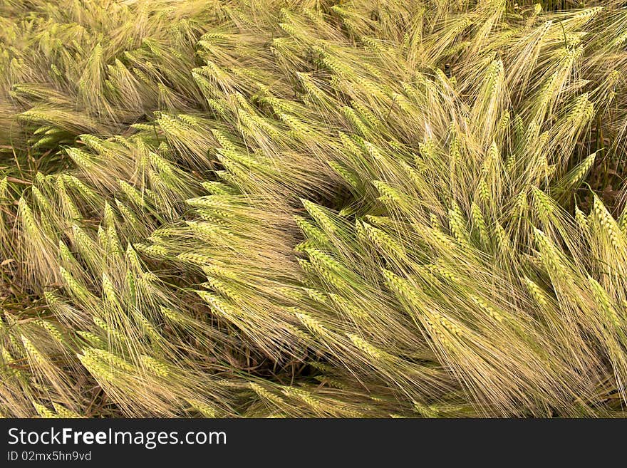 Wheat harvest in the ear before. Wheat harvest in the ear before.