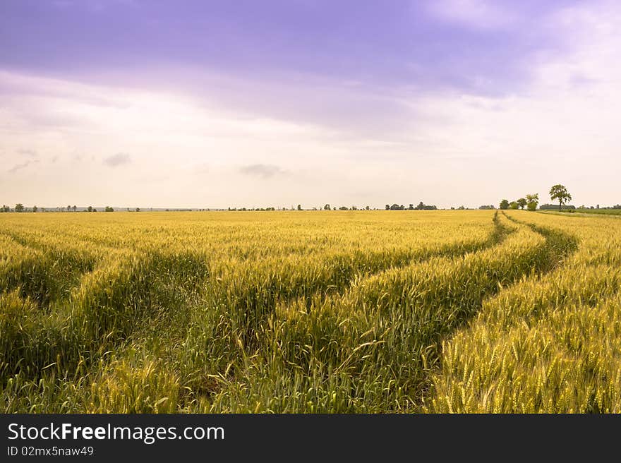 Wheat land