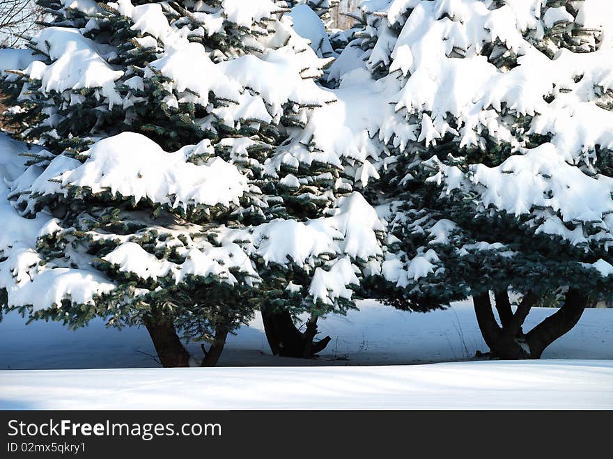 Closeup background from a fur-tree covered with snow