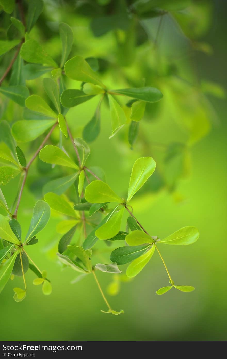 Green leaf in green nature. Green leaf in green nature