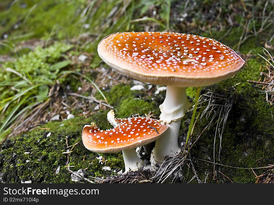 Red mushroom named snake hat for medicine used