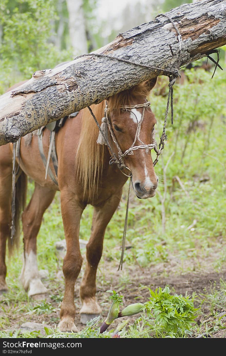 Horse of the shepherd adhered to the failed tree