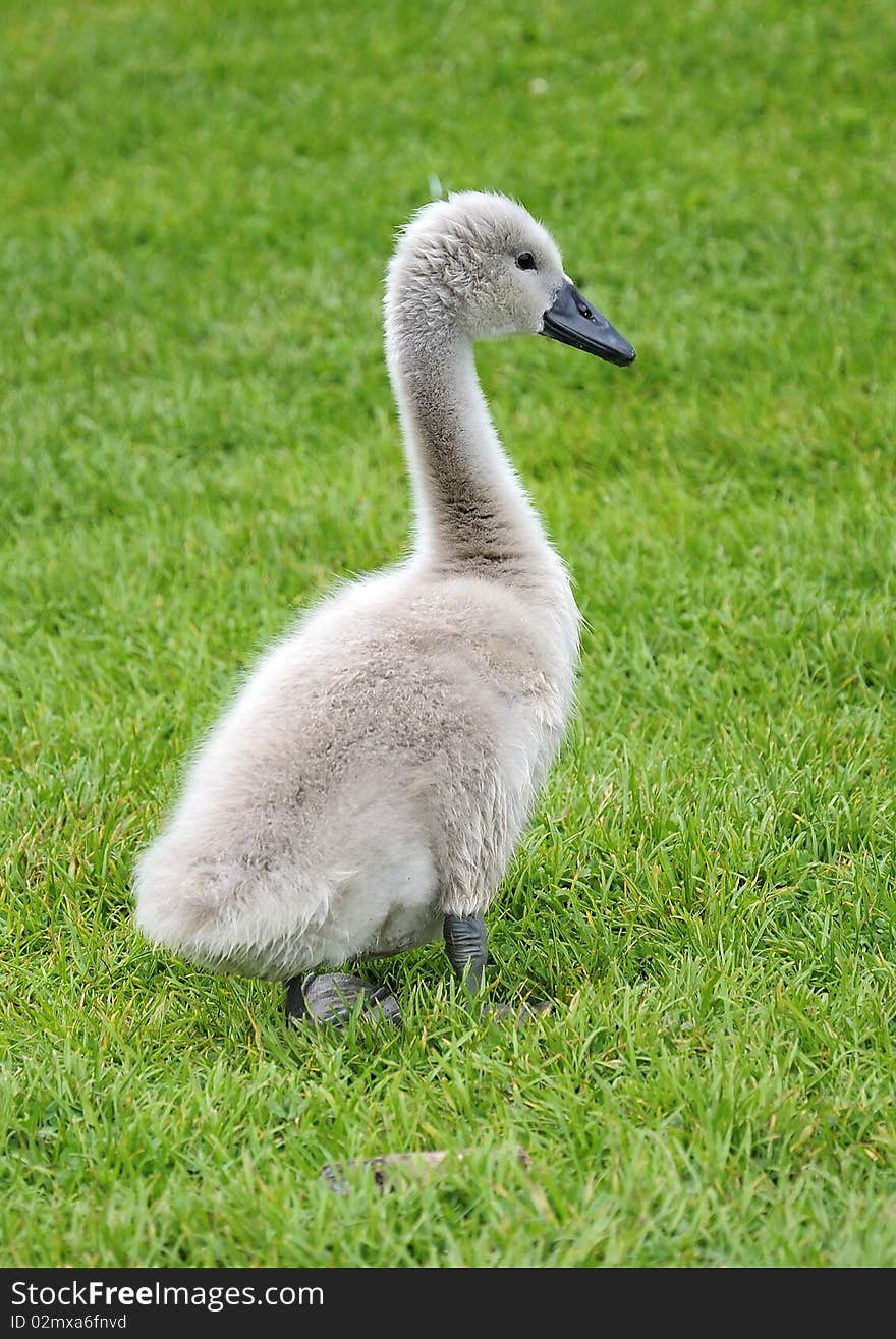 Young swan portrait