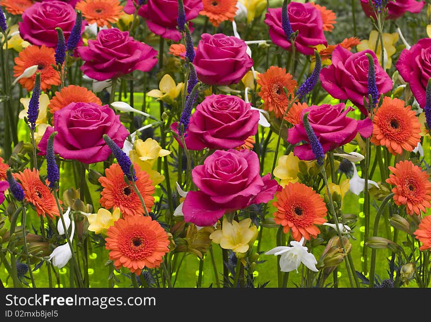 Rows of beautiful spring flowers. Rows of beautiful spring flowers.