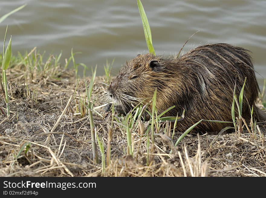 Nutria