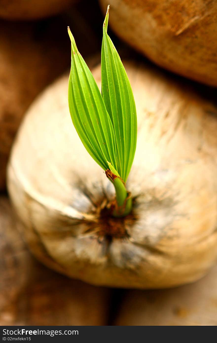 The picture shows how a cocount germinates. It's interesting indeed. The picture shows how a cocount germinates. It's interesting indeed.