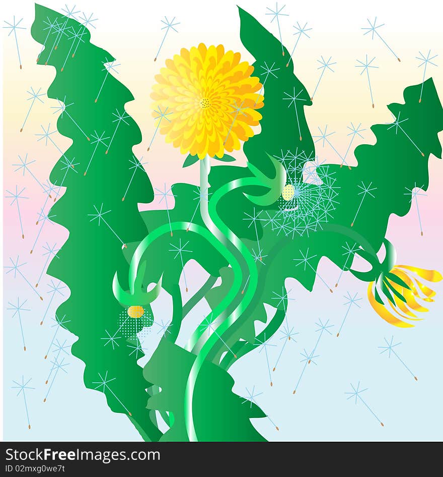 Dandelion with stalks. Vector illustration.