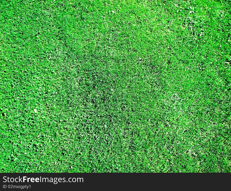 Plain vast Green grass Filed as background. Plain vast Green grass Filed as background