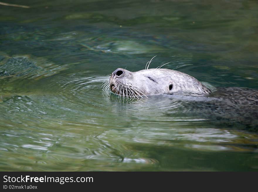 Large picture seal in the water, zoo, Zurich, Switzerland