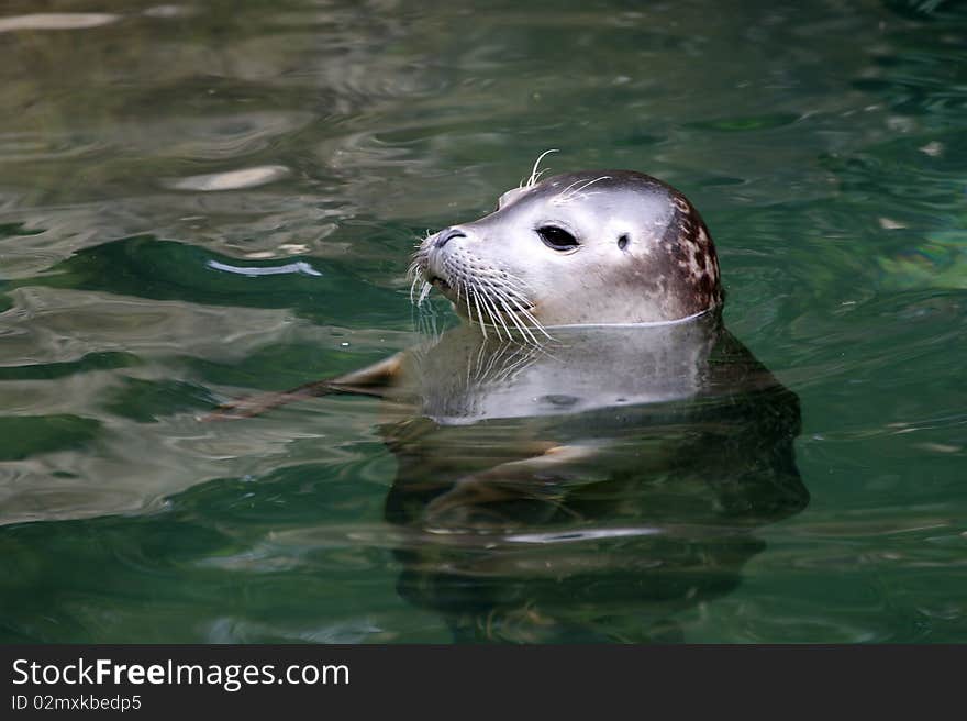 Large picture seal in the water, zoo, Zurich, Switzerland