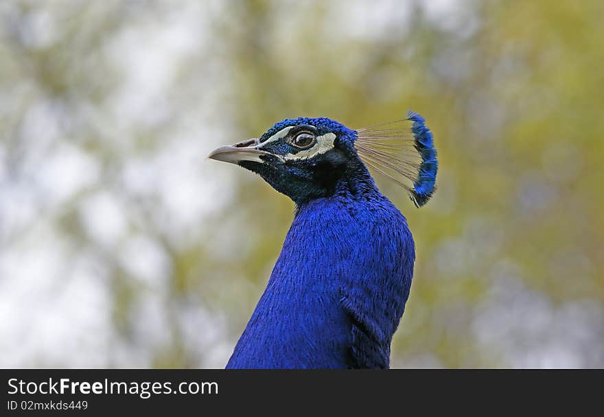 Peacock