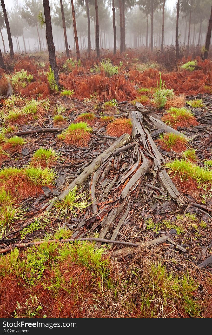 Misty pine forest with ground covered in red coloured fallen pine needles and rotting tree trunk in foreground. Misty pine forest with ground covered in red coloured fallen pine needles and rotting tree trunk in foreground