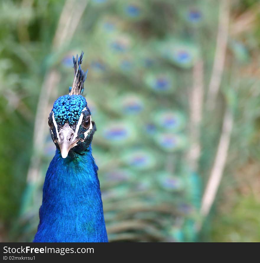 Peacock