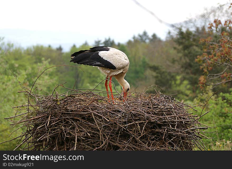 Large white stork in the nest , zoo, Zurich, Switzerland