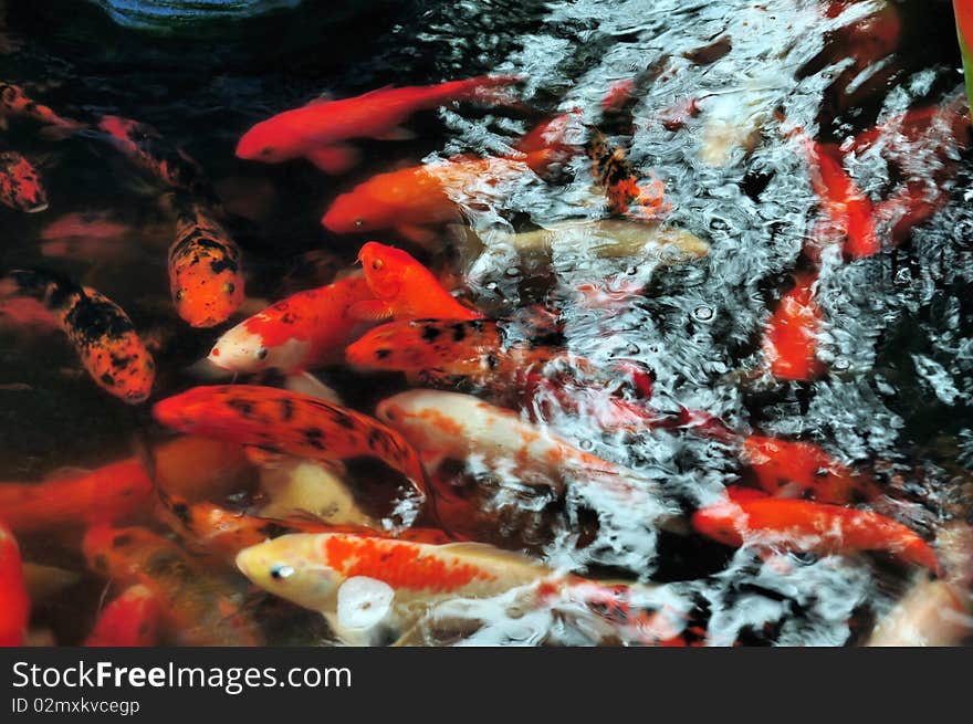 Koi carps in a natural stone pond. Koi carps in a natural stone pond