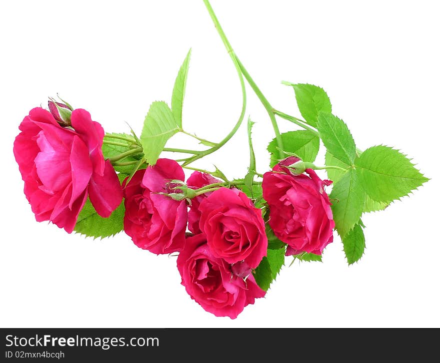 Red roses isolated on white