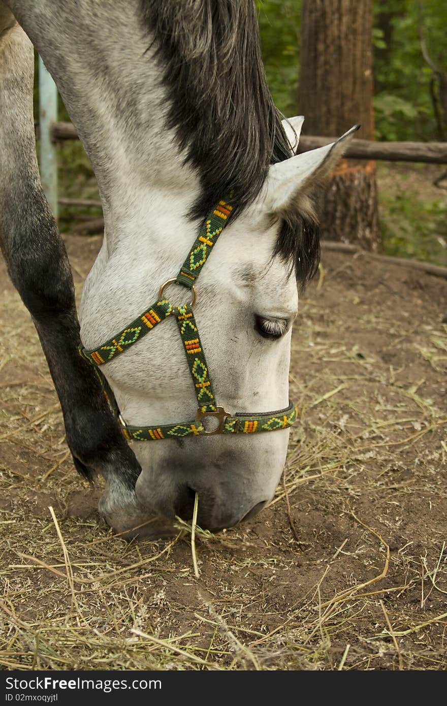 Portrait of a horse chewing hay.