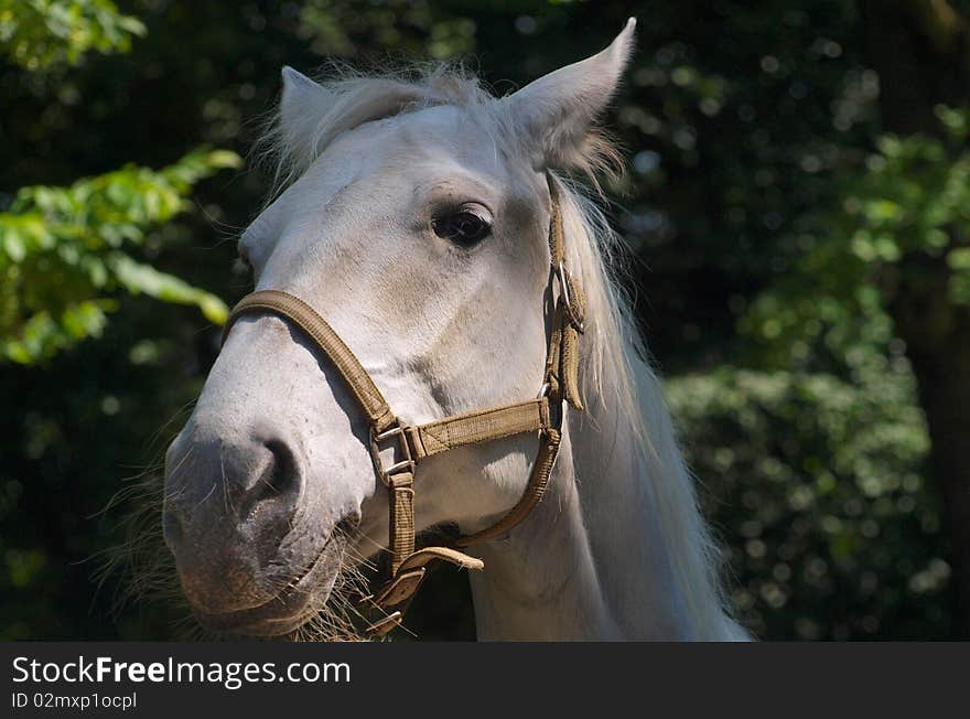 White horse with a harness on the head