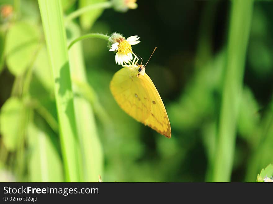 Yellow butterfly