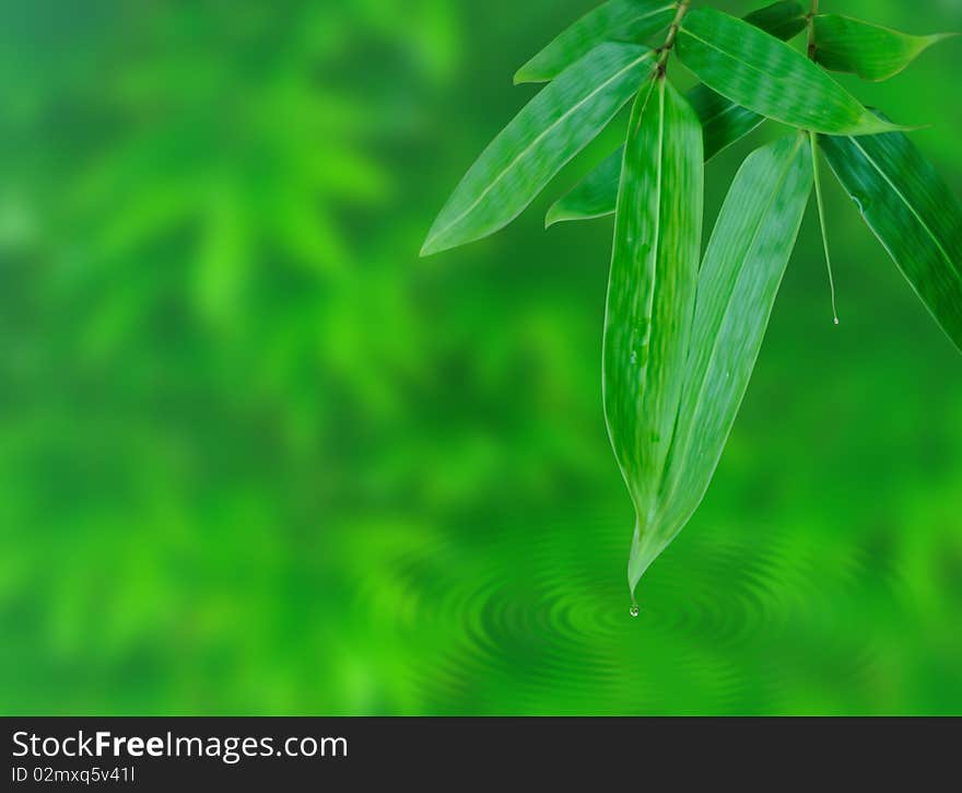 Bamboo leaf with water droplet blended onto a full of bamboo leaf background. a peace, shooting zen and spar image.