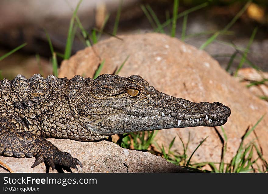 Young crocodile sunning in sun on rock