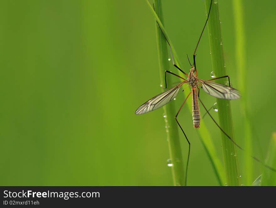 Close up of a crane fly (tipula), or daddy long-legs, holding on to wet grass stems after a rain storm. Nice nature shot with plenty of copy space to the left. Close up of a crane fly (tipula), or daddy long-legs, holding on to wet grass stems after a rain storm. Nice nature shot with plenty of copy space to the left.