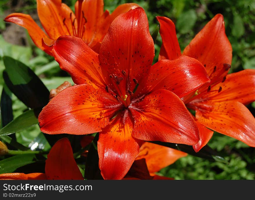 The beautiful orange lily closeup, on the green background