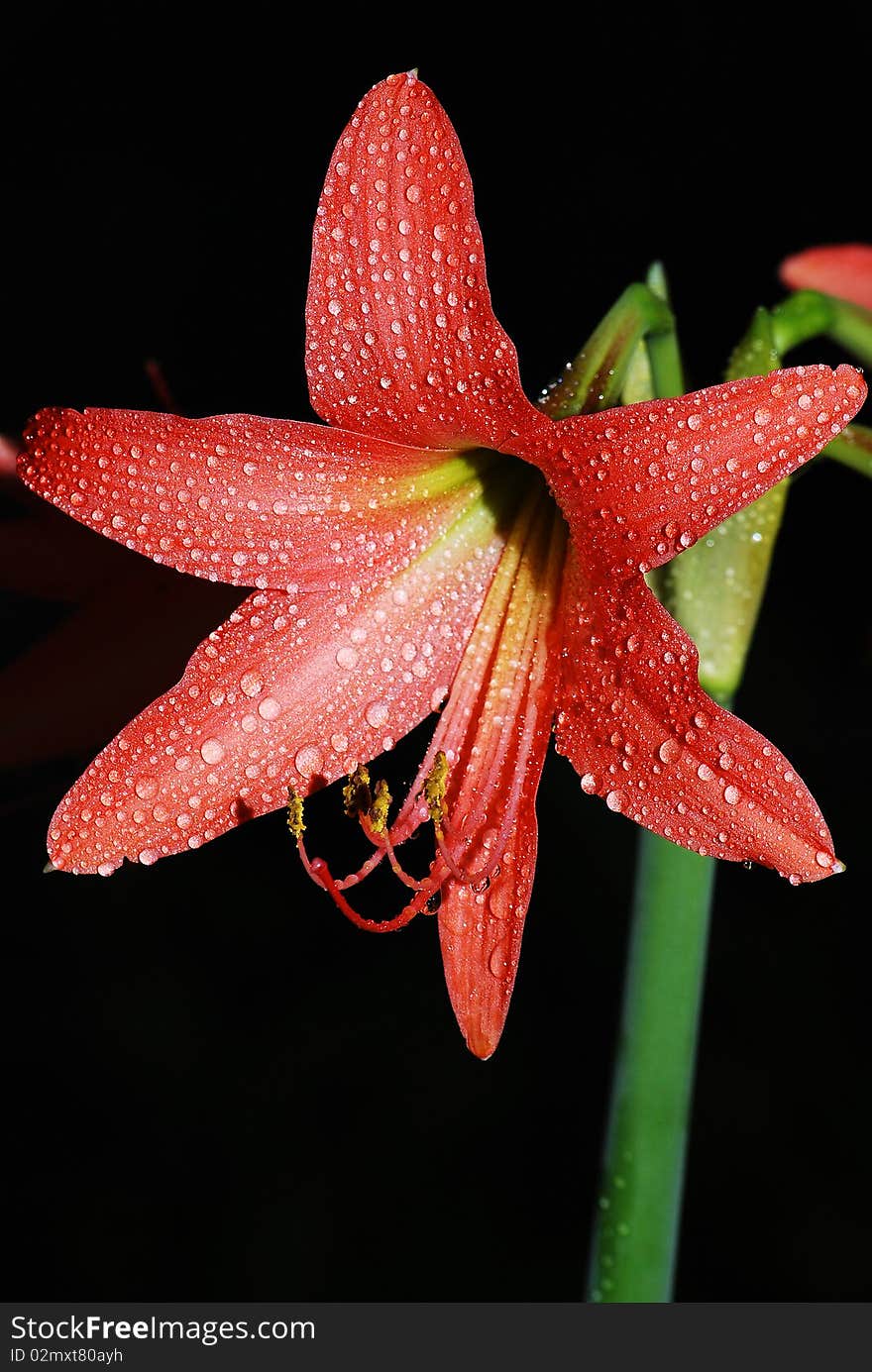 Red flower