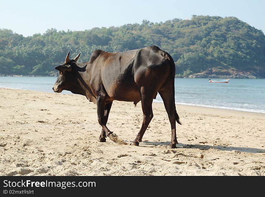 Indian sacred cow on the beach,Goa