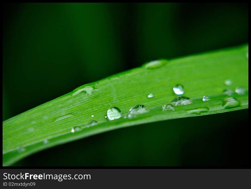 Rain drops after a rainy day. Rain drops after a rainy day