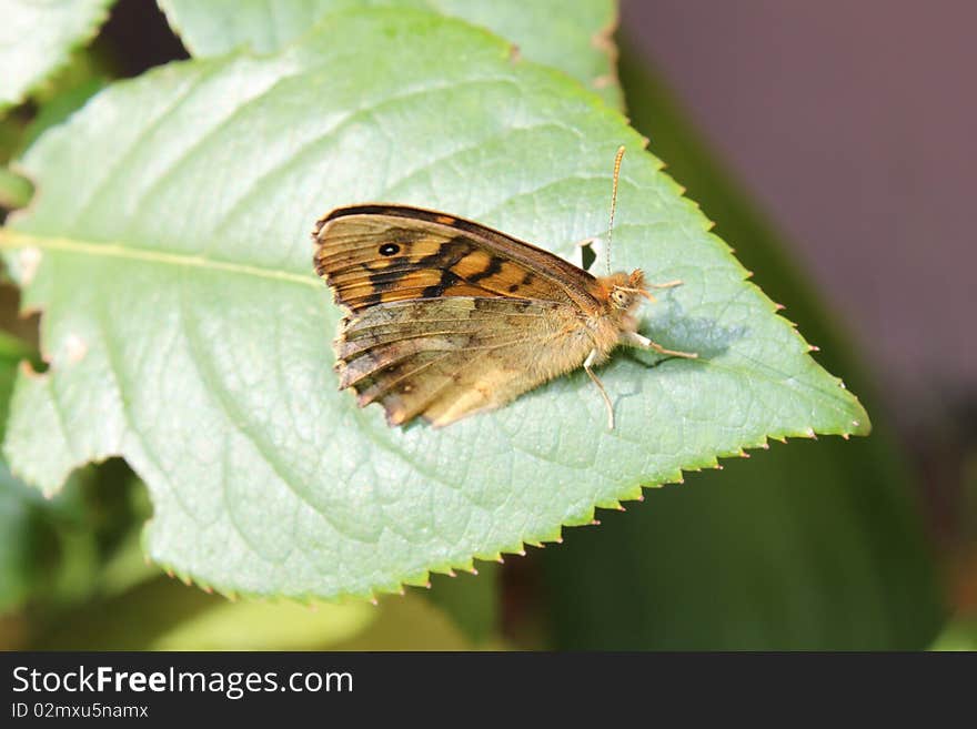 Rest Of The Butterfly