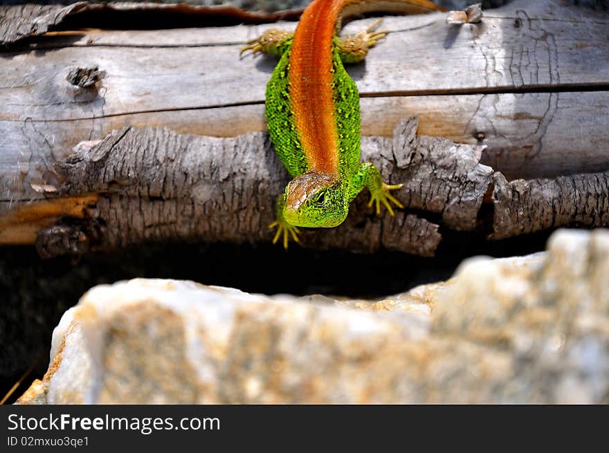 Lizard preparing to do some running. Lizard preparing to do some running