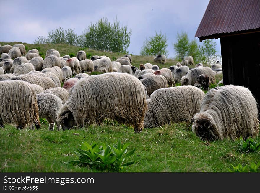 Mountain view of a flock of sheep. Mountain view of a flock of sheep