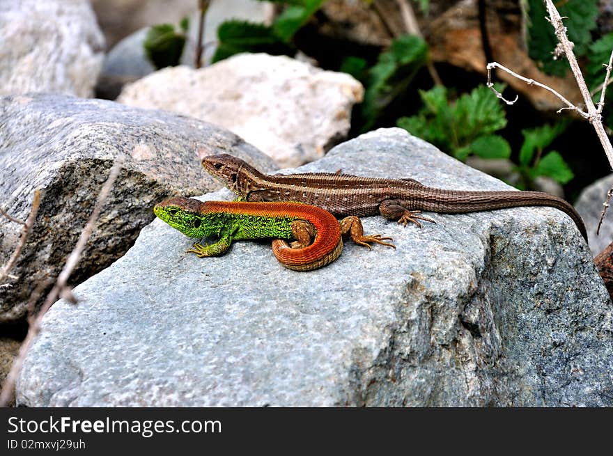 Two colorfull lizards sitting in the sun. Two colorfull lizards sitting in the sun