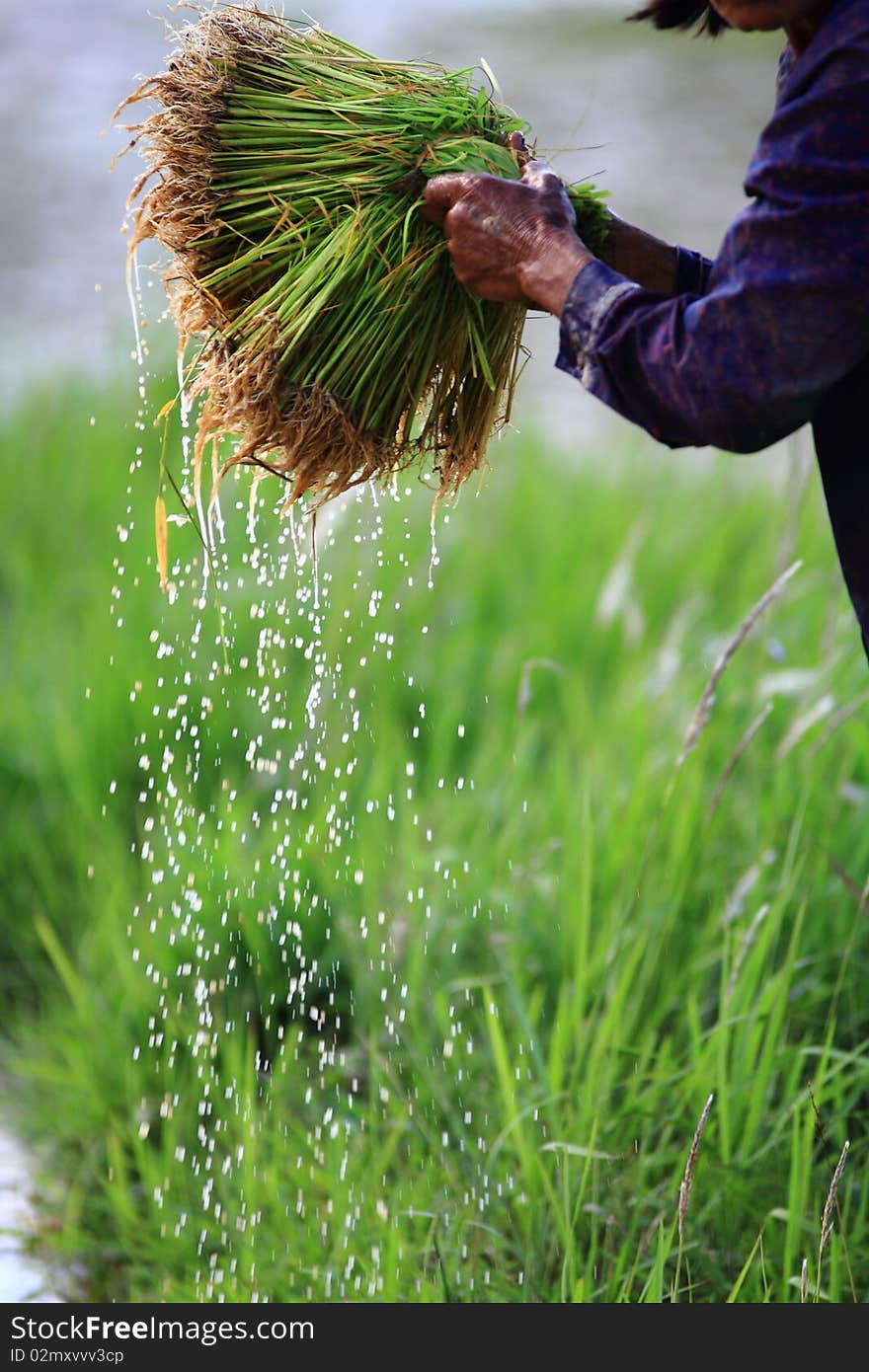 Rice bundle