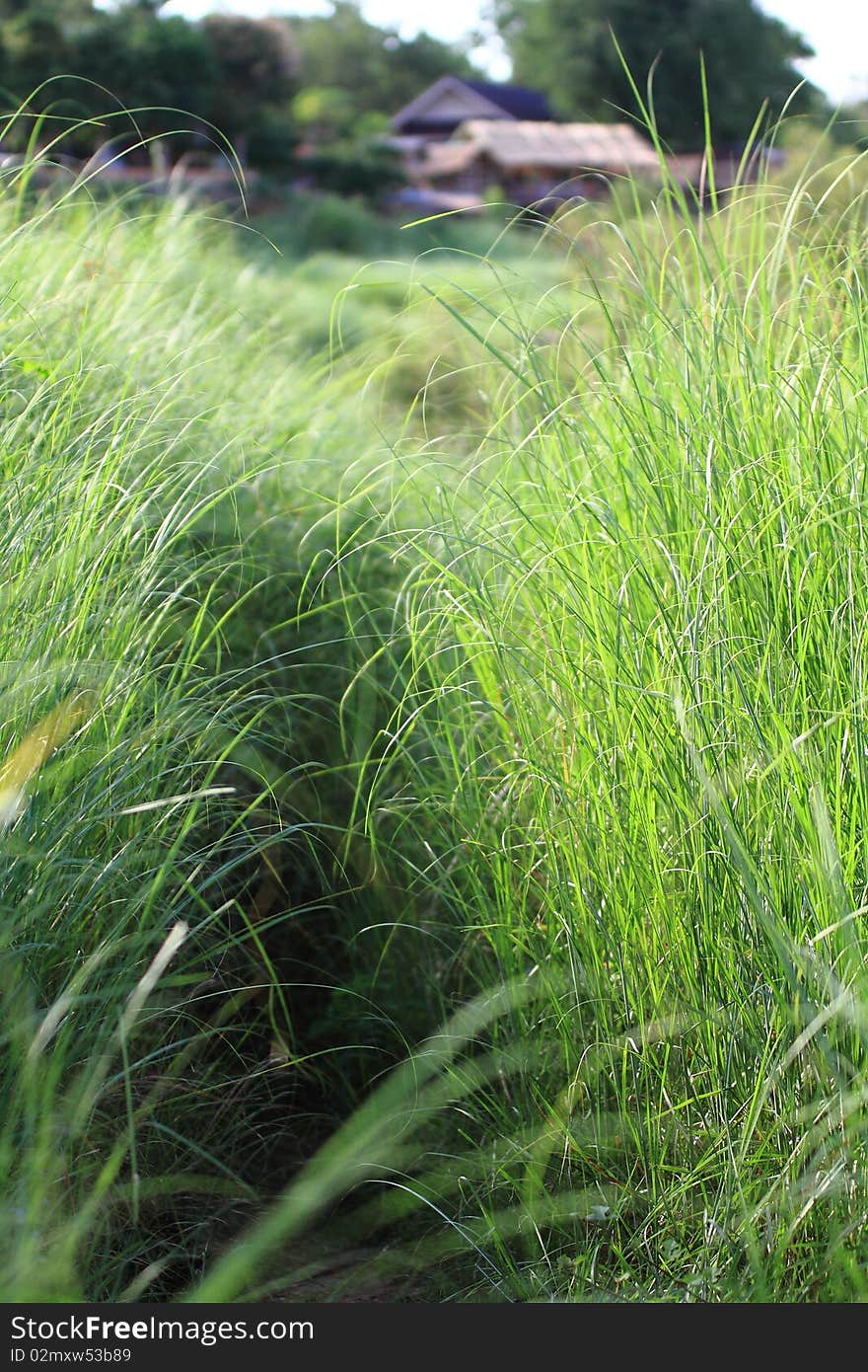 Thai field grass