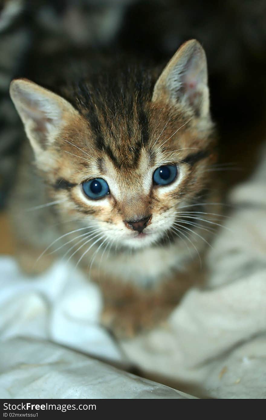 Close up of kitten looking into the camera lens